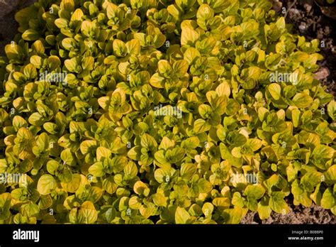 Golden Marjoram Leaves Stock Photo Alamy