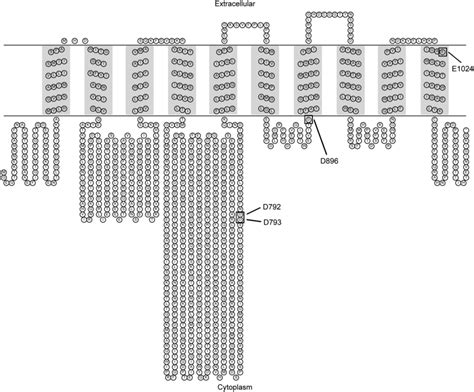 Predicted Structure Of The Ena1 Protein At The Plasma Membrane The