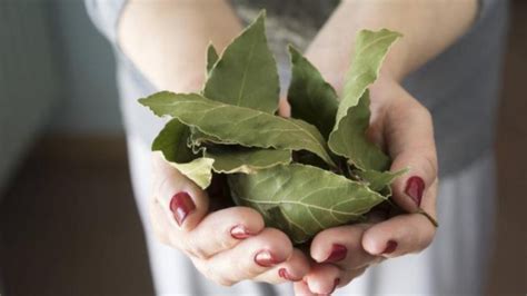 Cómo es el ritual con laurel que promete atraer la buena suerte para el