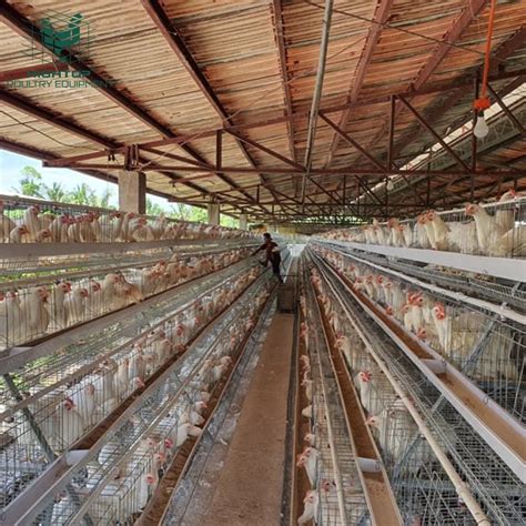 Design A Type Tiers Poultry Farm Hens Egg Laying Chicken Layer Cages