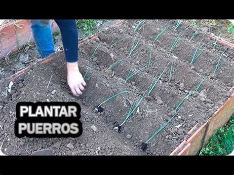 Como Y Cuando Plantar Puerros En El Huerto La Huertina De Toni En