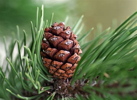 Pine Cone Coniferous Free Photo On Pixabay Pixabay