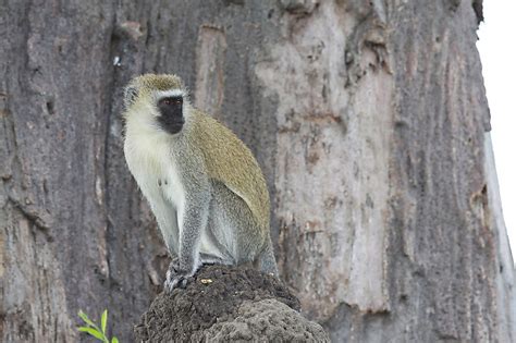 Un Petit Singe Vervet Singes Animaux Animaux Parc National Du