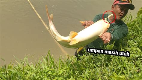 TARIKAN HANTU GAK PAKAI LAMA UMPAN TURUN LANGSUNG DI MAKAN IKAN