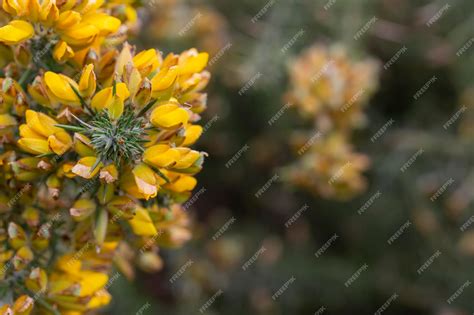 Premium Photo Ulex Europaeus Branches Of The Gorse Bush With Its