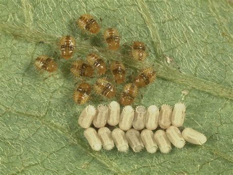 Kudzu Bug Update Virginia Soybean Update