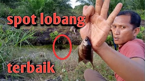 Spot Mancing Kepar Terbaik Di Perkebunan Kelapa Sawit Ketemu Pas Di