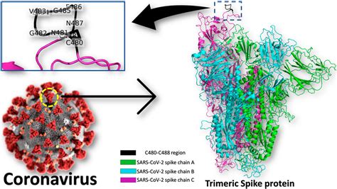 Frontiers Sars Cov Spike Heat Shock Protein A Grp Recognition