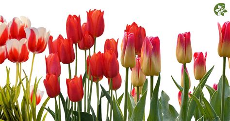 What Tulips Represent Meaning Symbolism And Colors