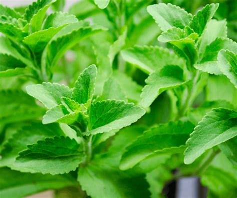 Stevia Plant Flower