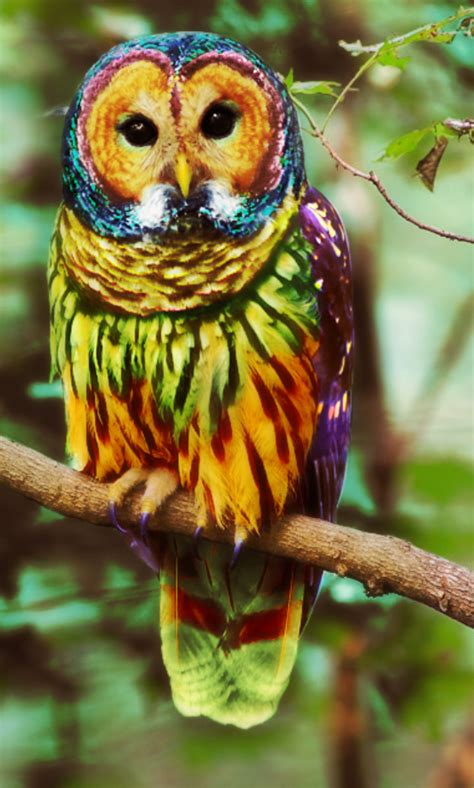 PETKIN IDEA !! Rainbow owl it's a very rare species and would be nice to have it as petkin. : r ...