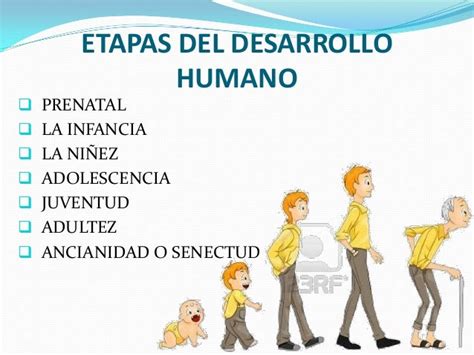 Etapas Del Desarrollo Humano Infancia Imagui