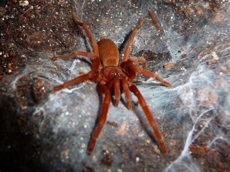 Orphnaecus Philippinus Alchetron The Free Social Encyclopedia