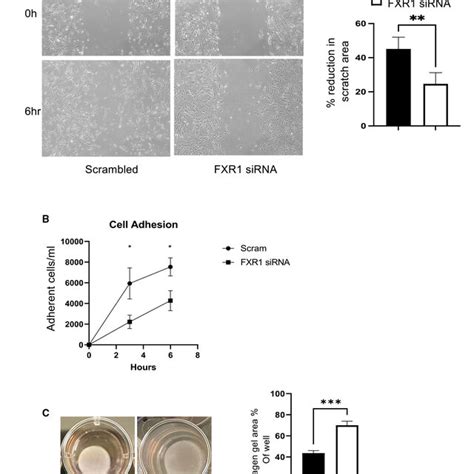 FXR1 Knockdown Reduces Cytoskeletal Dependent Processes In HVSMCs