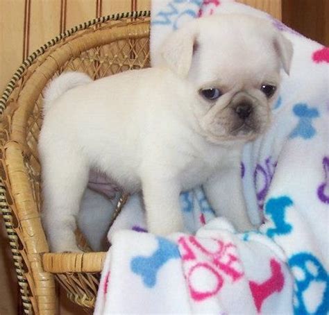 Cute White Pug Puppy Baby Pugs Cute Pugs Pug Puppies