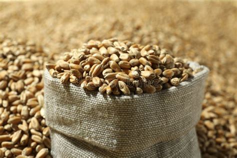 Sack With Many Wheat Grains Closeup View Stock Image Image Of