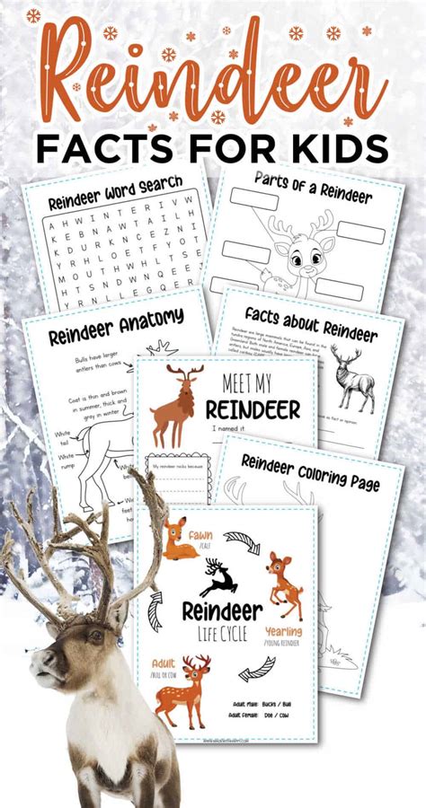 Reindeer Facts For Kids - Free Printables - Made with HAPPY