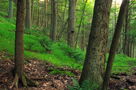 images tree wilderness hiking trail summer log green