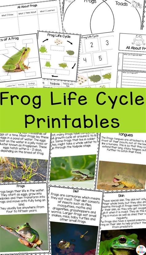 Frog Life Cycle Printables Artofit