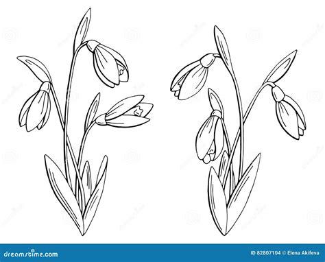 El Blanco Negro Gr Fico De La Flor De Snowdrop Aisl El Ejemplo Del