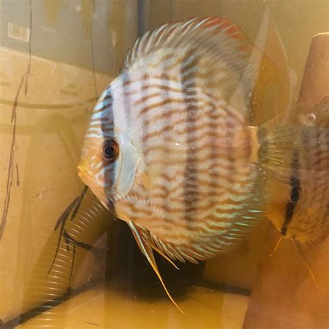 АКВАРИУМНЫЕ РЫБКИさんはInstagramを利用しています Heckel Discus F 0 discuskiev