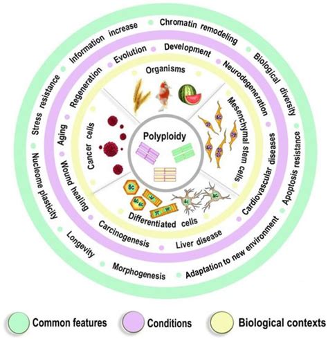 The Role Of Polyploidy In The Human Body Encyclopedia Mdpi