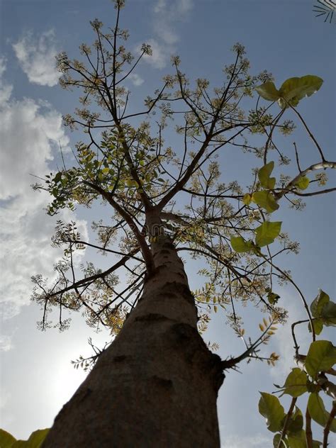 Tree Just Starting To Leaf Out Stock Image Image Of Sunny Spring