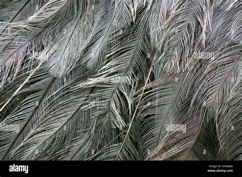 Emu Feathers Cricket St Thomas Uk Stock Photo Alamy