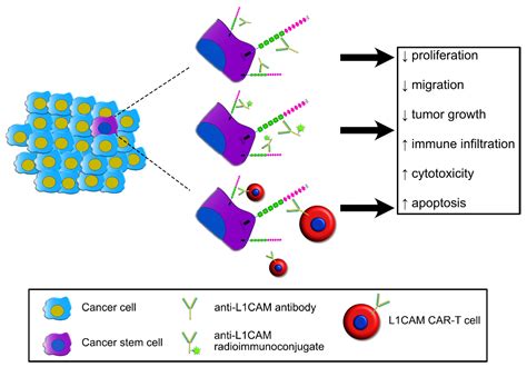 Jcm Free Full Text Different Shades Of L Cam In The Pathophysiology