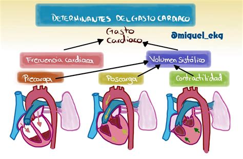 AurÍcula Derecha