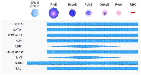 Key Transcription Factors Involved In Erythropoiesis Transcription