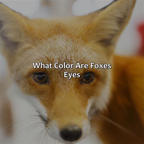 What Color Are Foxes Eyes - colorscombo.com