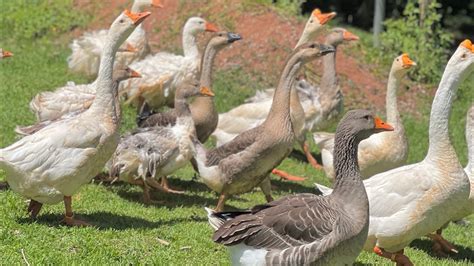 Novidade Ganso Canadense Patos Gansos Marrecos E Pav Es S Tio