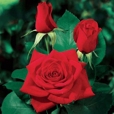 10 Hybrid Tea Rose Varieties To Grow Birds And Blooms