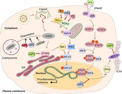 Frontiers Innate Immune Evasion By Alphaviruses