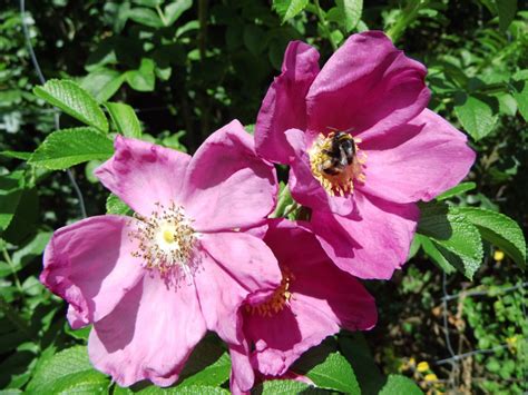 Wildobst Im Eigenen Garten Rosa Rugosa Kartoffelrose Rosa