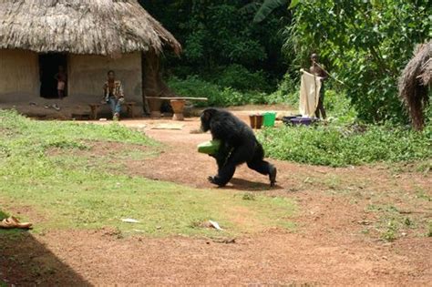 Forbidden Fruit Entices Female Chimps Into Sex Live Science