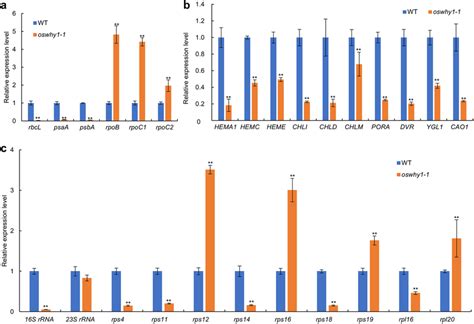 Analysis Of The Relative Transcript Levels Of Genes Related To