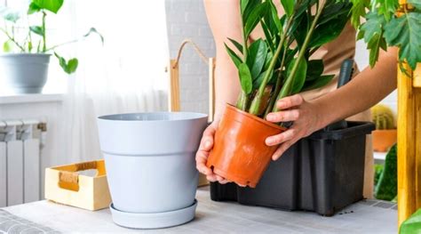 How to Choose The Perfect Pot or Container For Your Succulents