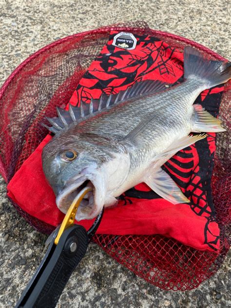 ヘチってきました 大阪府 大阪南港 ヘチ釣り キビレ 陸っぱり 釣り・魚釣り 釣果情報サイト カンパリ