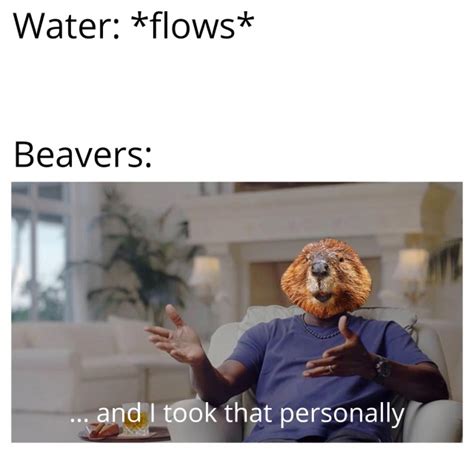 Beaver Meme On Tumblr