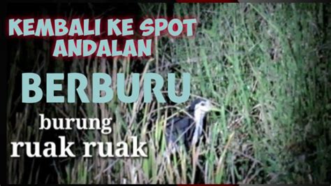 BERBURU RUAK RUAK DI SPOT ANDALAN YouTube