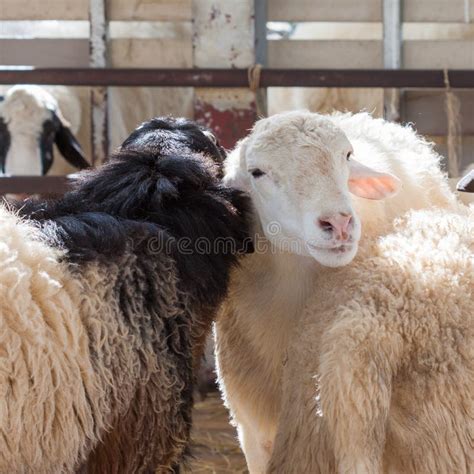 Sheep In Corral Stock Image Image Of Farming Farmland 36233191