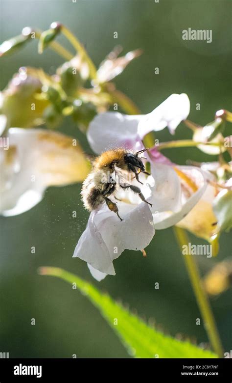 Close Up Of The Himalayan Balsam A Non Native Invasive Plants To The