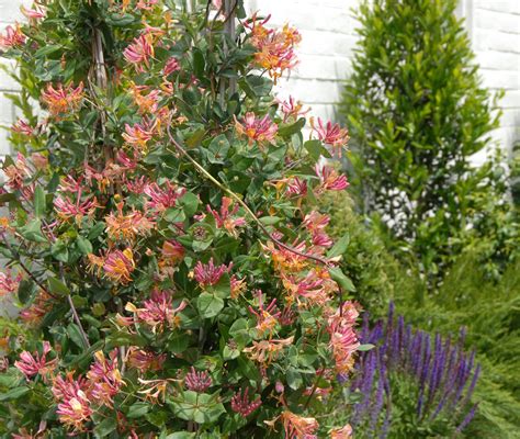 Goldflame Honeysuckle Plants Fragrant Plant Monrovia Plants