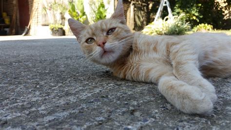 Cat Eye Is Watering Thecatsite