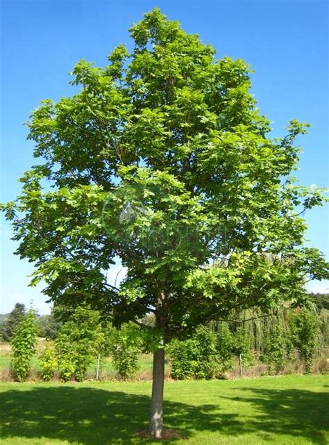 Fraxinus excelsior