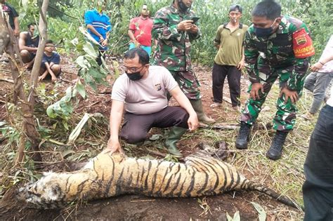 Tragis Harimau Sumatera Mati Terkena Jerat Babi Yang Dipasang Warga