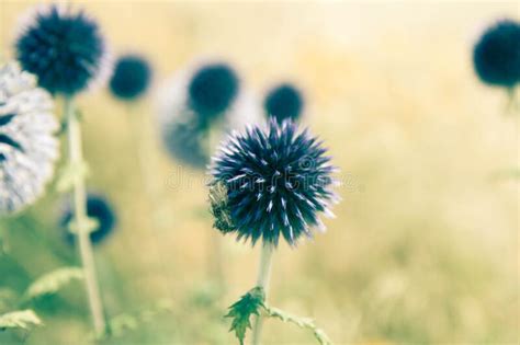 The Globe Thistles Echinops Stock Photo Image Of Ecosystem Nature