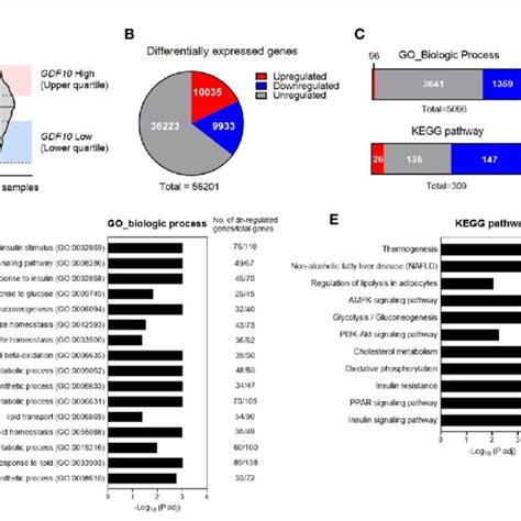 Downregulated Physiological Pathways In Subcutaneous Adipose Tissue